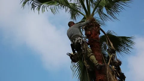 Man working at the top of a palm tree pruning the leaves helping himself  with a Stock Footage 265620279