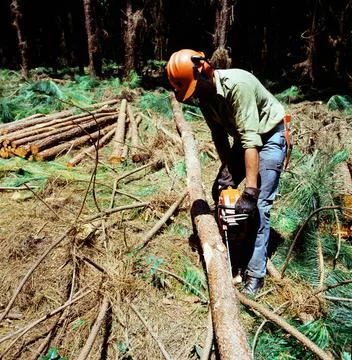 Man working  with tree deforestacion for paper industry  argentina Stock Photos