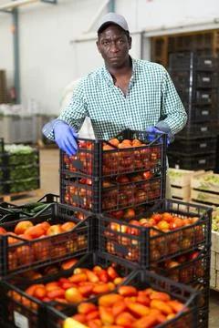 Man working in vegetable factory, stacking crates full of tomatoes 스톡 사진