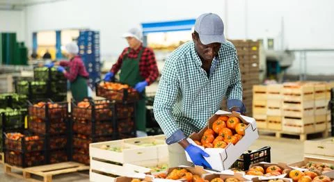 Man working in vegetable factory, stacking crates full of tomatoes 스톡 사진