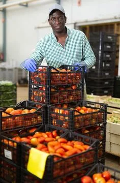 Man working in vegetable factory, stacking crates full of tomatoes 库存照片