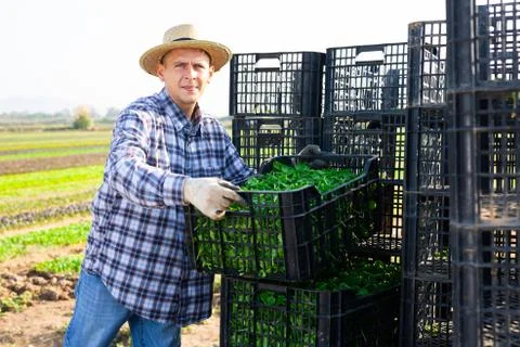 Man working at vegetable farm, stacking crates 스톡 사진