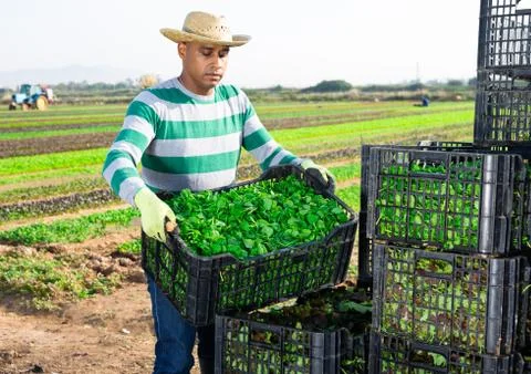 Man working at vegetable farm, stacking crates 스톡 사진