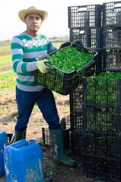 Man working at vegetable farm, stacking crates 스톡 사진