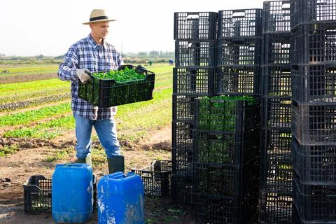 Man working at vegetable farm, stacking crates 스톡 사진