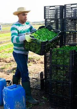 Man working at vegetable farm, stacking crates 스톡 사진