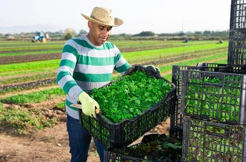 Man working at vegetable farm, stacking crates Stockfoto's