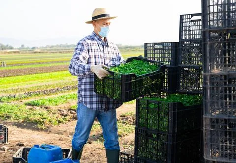 Man working at vegetable farm, stacking crates Foto stock