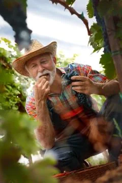 Man working in vineyard Stock Photos