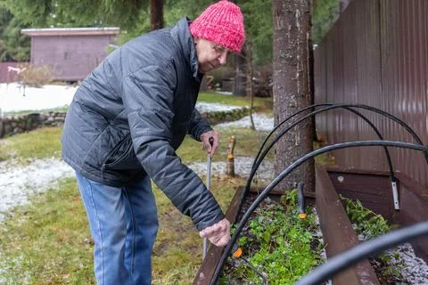 Man Working in Winter Garden Bed 库存照片