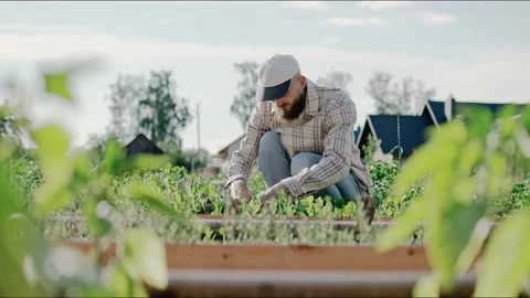 Man working with young vegetable beds in garden on a sunny day Stock Footage 199870469
