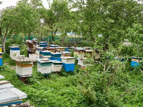 A man works with bees in an apiary between hives. The concept of making honey an Stock Photos