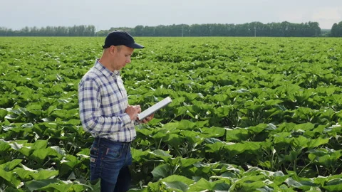 Man works on a digital tablet in the field of sunflowers Stock Footage 134031232