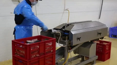 Man works at fish cutting machine Stock Footage 61532511