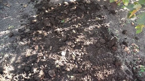 The man works as a hand tool. He distributes humus on the ground. Stock Footage 99794689