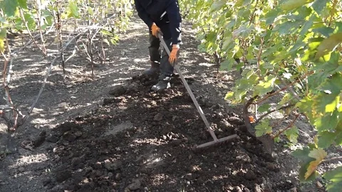 The man works as a hand tool. He distributes humus on the ground. Stock Footage 99832270