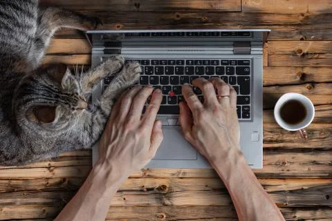 A man works at a laptop with a cat while drinking coffee. Flat lay. Foto stock
