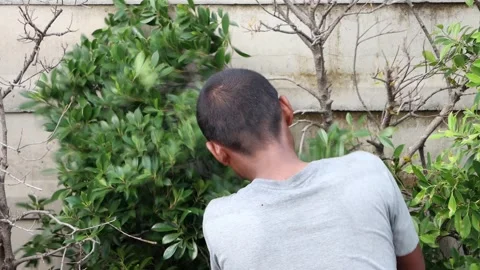A man works on the maintenance of decorative trees by the wall Stock Footage 293081817
