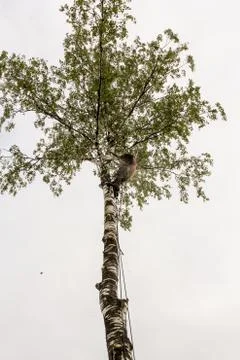 A man works on a tree. Stock Photos
