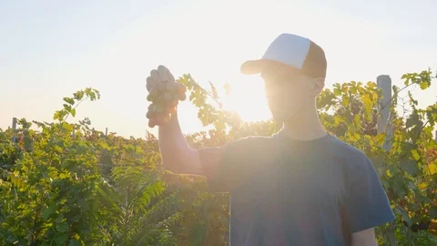 Man works in the vineyard Stock Footage 119716282