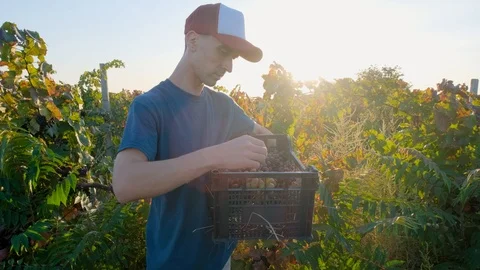 Man works in the vineyard Stock Footage 119716341