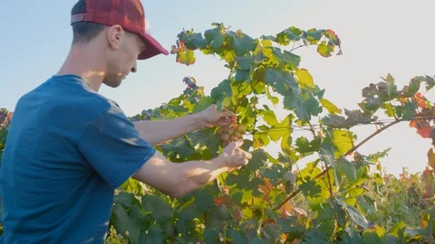 Man works in the vineyard Stock Footage 119716415