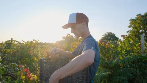 Man works in the vineyard Stock Footage 119716453