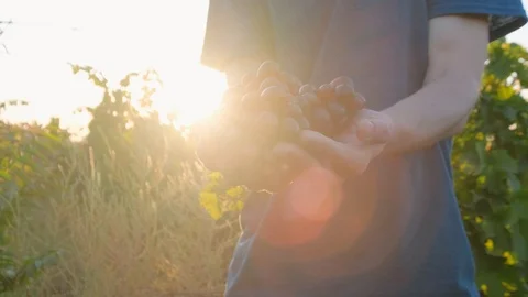 Man works in the vineyard Stock Footage 119716664
