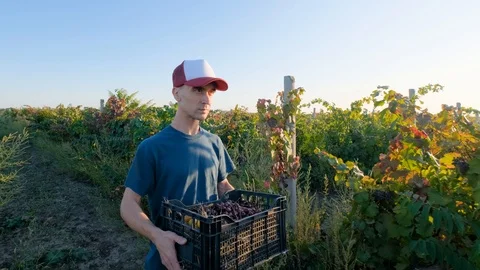 Man works in the vineyard Stock Footage 119716689