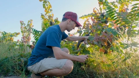 Man works in the vineyard Stock Footage 119717336