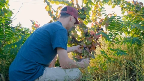 Man works in the vineyard Stock Footage 119717375