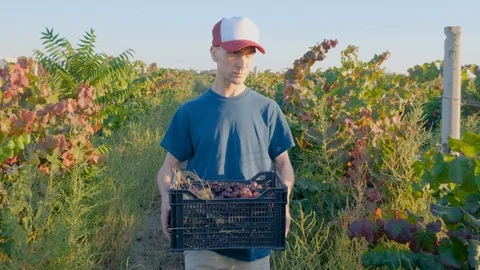 Man works in the vineyard Stock Footage 119717396