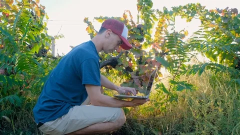 Man works in the vineyard Stock Footage 119717402