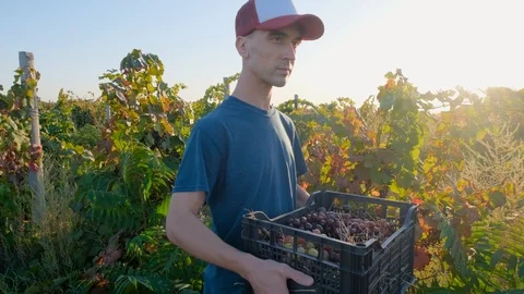 Man works in the vineyard Stock Footage 119717542