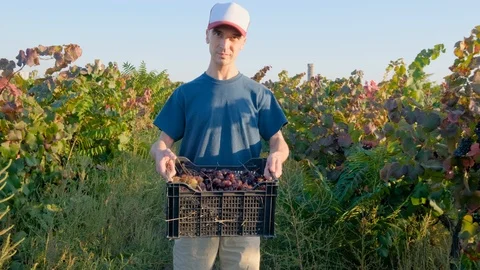 Man works in the vineyard Stock Footage 119717588