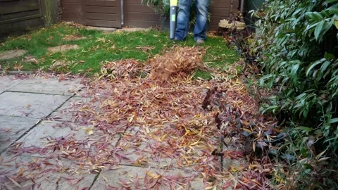 Man in yard backyard using leaf blower clearing fallen autumn leaves from a.. Stock Footage 288976899