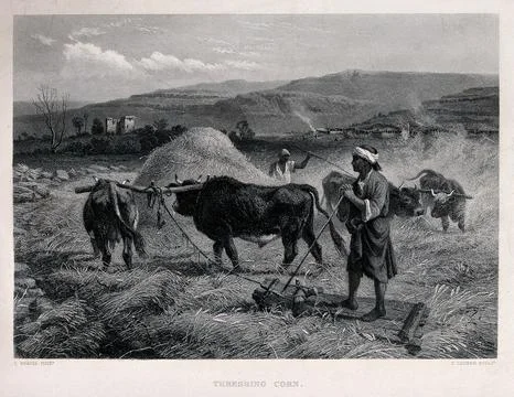 A man with yoked oxen is threshing the corn. Engraving by C. Cousen after R.. Stock Illustration