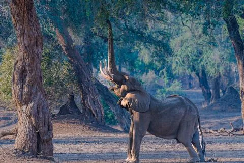 Mana Pools elephant Фото