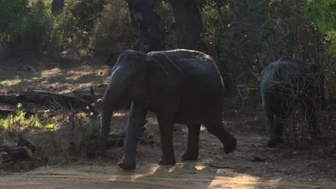 MANA POOLS, ZIMBABWE - MAY 2014: African elephant with his baby approaching Jeep Stock Footage 132584935