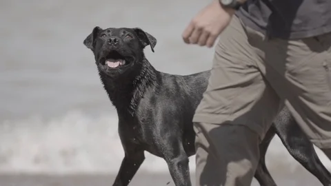 ManAndDog SlowMotion Stock Footage 88838455