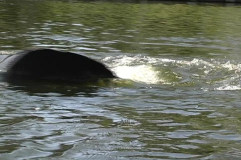 Manatee 1 動画素材 158704