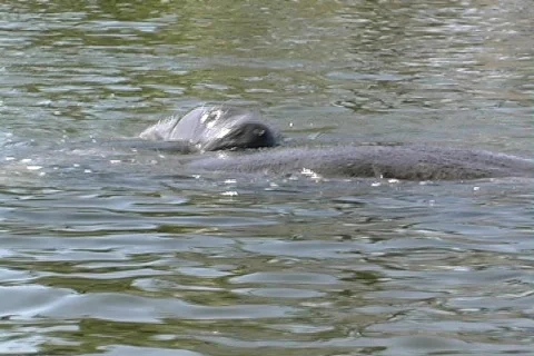 Manatee 2 Видео 158809