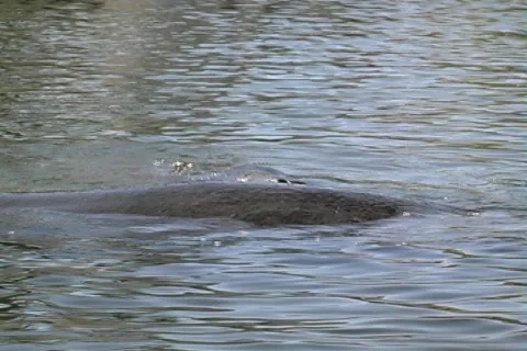 Manatee 3 Видео 158816