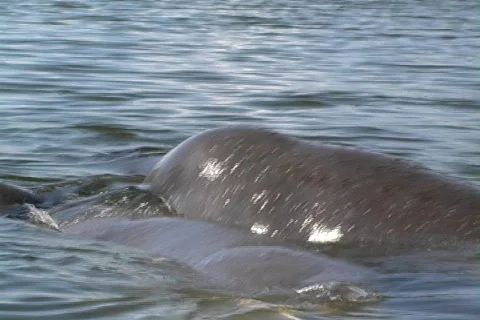 Manatee 5 Video stock 158829