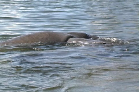 Manatee 6 Video stock 158935