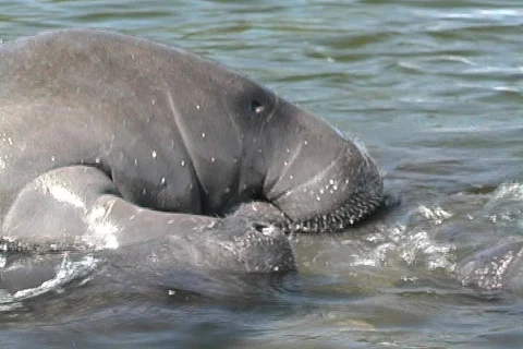 Manatee 7 Vídeo Stock 158940