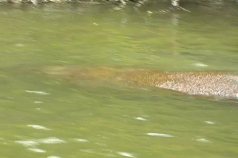 Manatee 8 Видео 159046