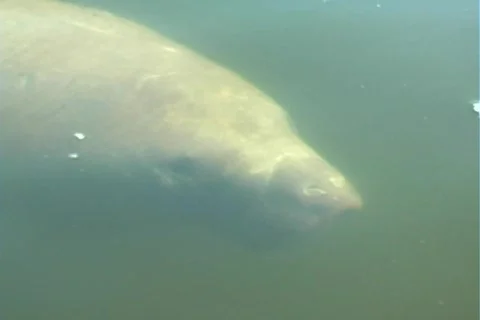 Manatee 9 Video stock 365930