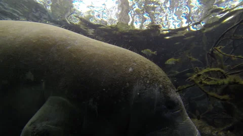 Manatee and fish coexist in clear water Stock Footage 62840279