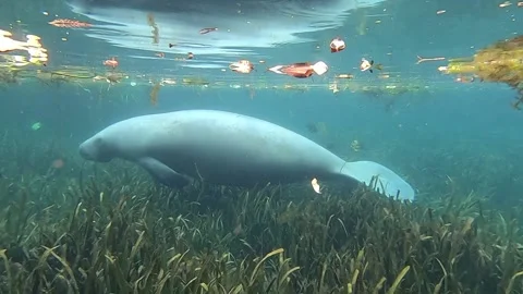 Manatee and Fish Underwater Stock Footage 208209873